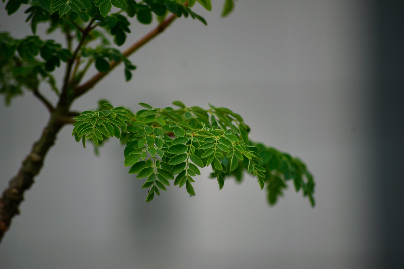Export Grade Organic Moringa
