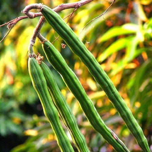 Moringa Pods (Saraghvo)
